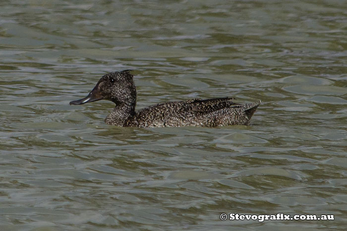 freckled-duck-33121