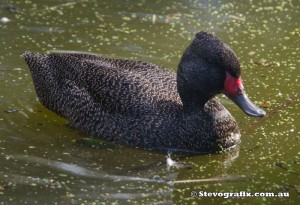 freckled-duck-male-48348