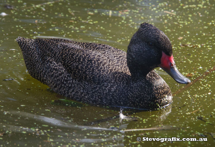 freckled-duck-male-48348
