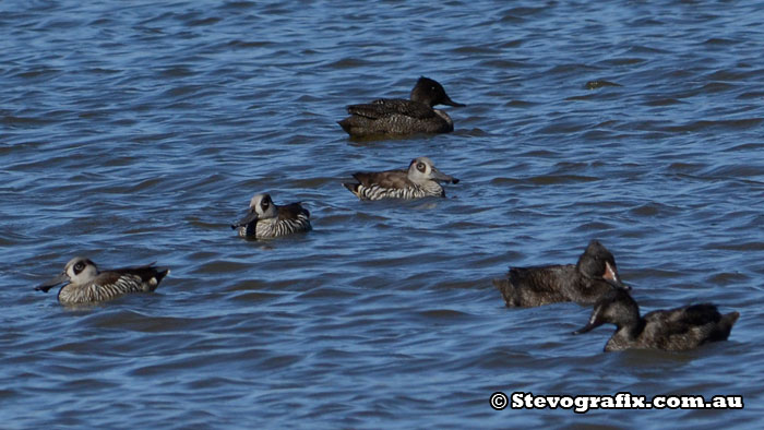 freckled-&-pink-eared-ducks-