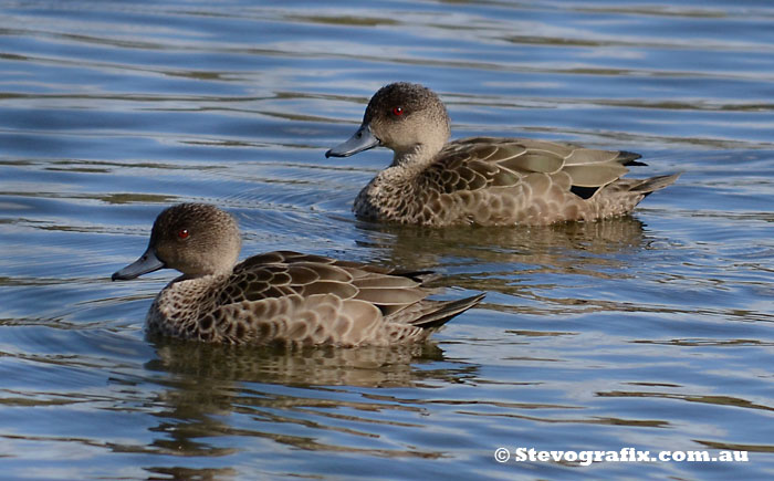 grey-teal-pair