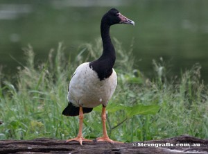 magpie-goose-21800