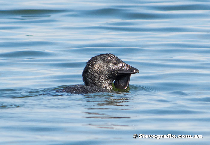 musk-duck-13155