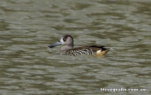 pink-eared-duck-33111