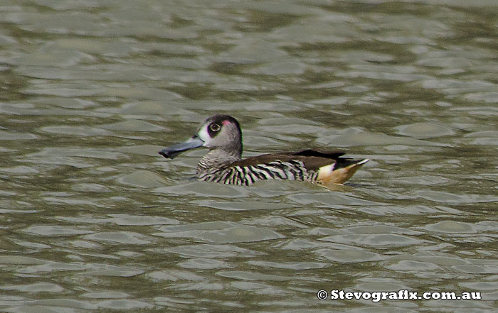 pink-eared-duck-33111