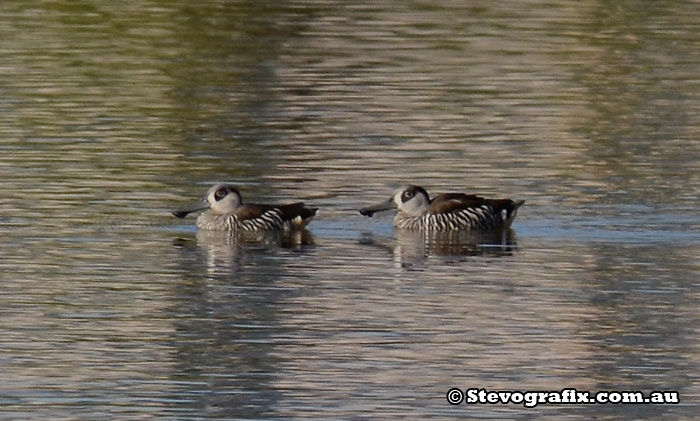 pink-eared-ducks (2)