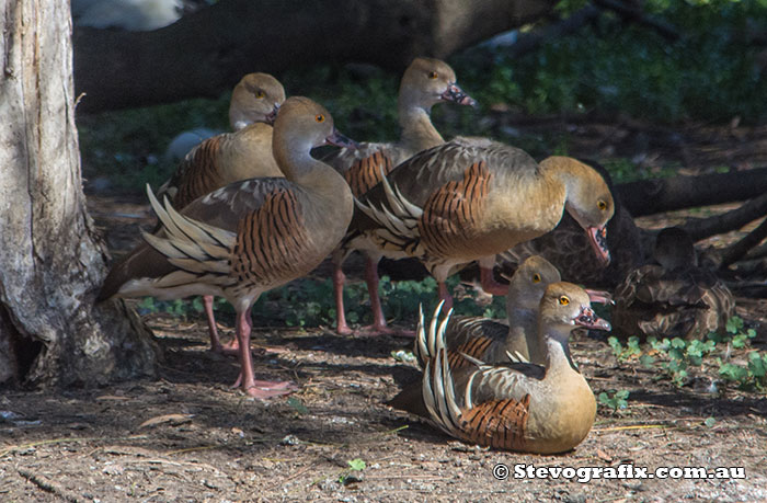 plumed-whistling-ducks-21564