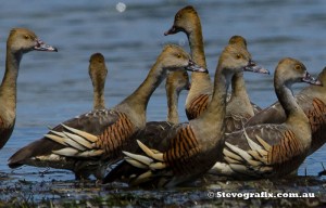 plumed-whistling-ducks-41962