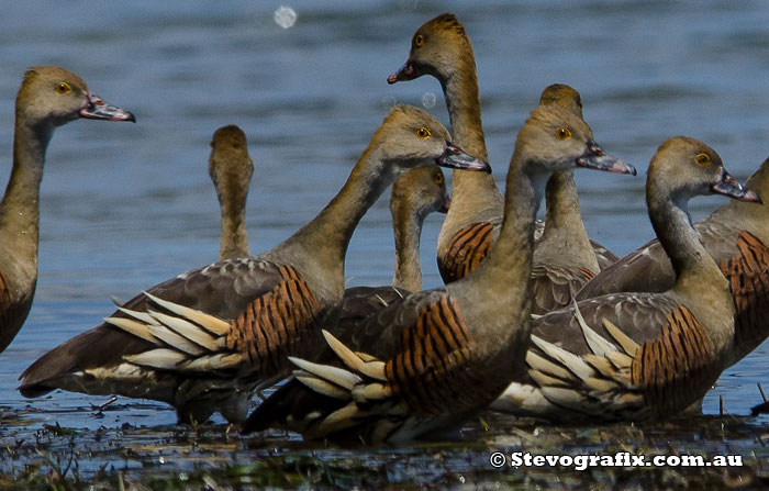 plumed-whistling-ducks-41962