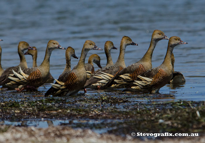 plumed-whistling-ducks-41967