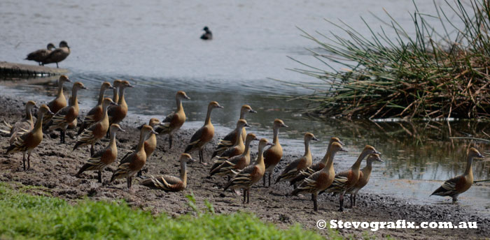 plumed-whistling-ducks-far