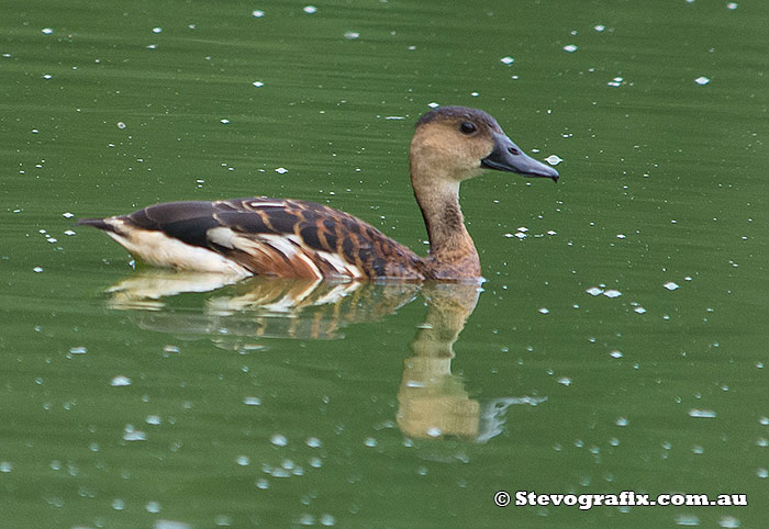 wandering-whistling-duck-21512