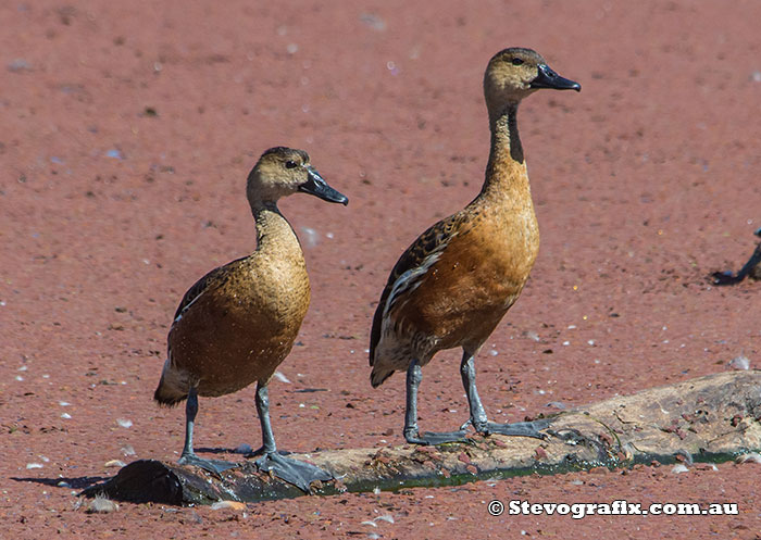 wandering-whistling-duck-21574