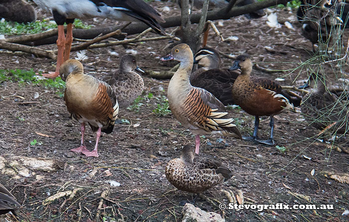 whistling-ducks-plumed-&-wandering-21550