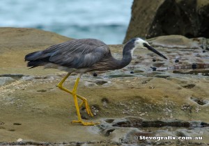 white-faced-heron-43735