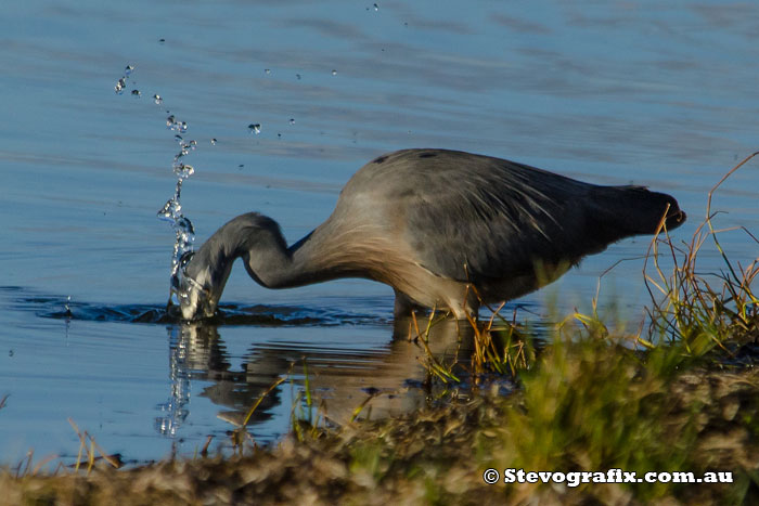 white-faced-heron-52244