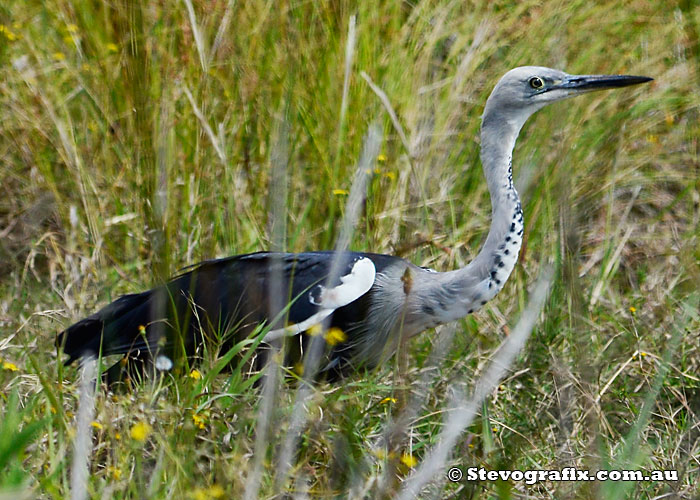 white-necked-heron-21820