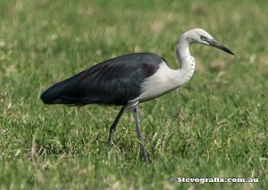 white-necked-heron-26746