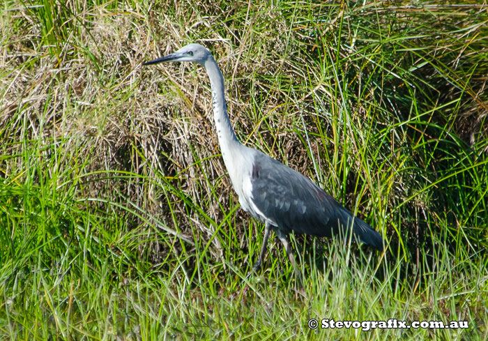 white-necked-heron-48963