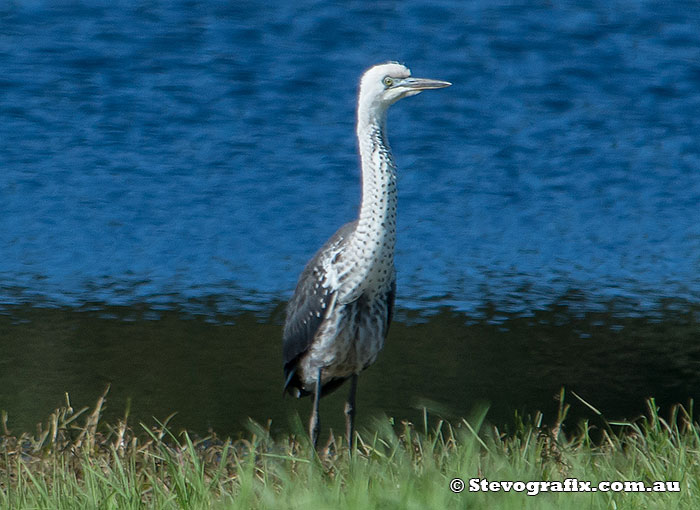 white-necked-heron-juve-25366