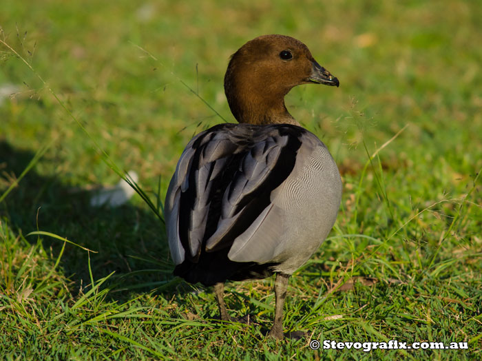 wood-duck-male-back-47601