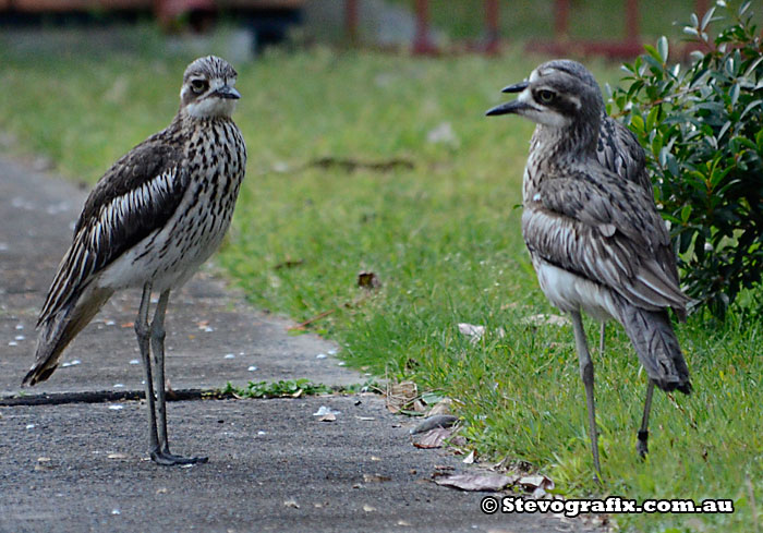Bush-stone-curlew-family-meeting