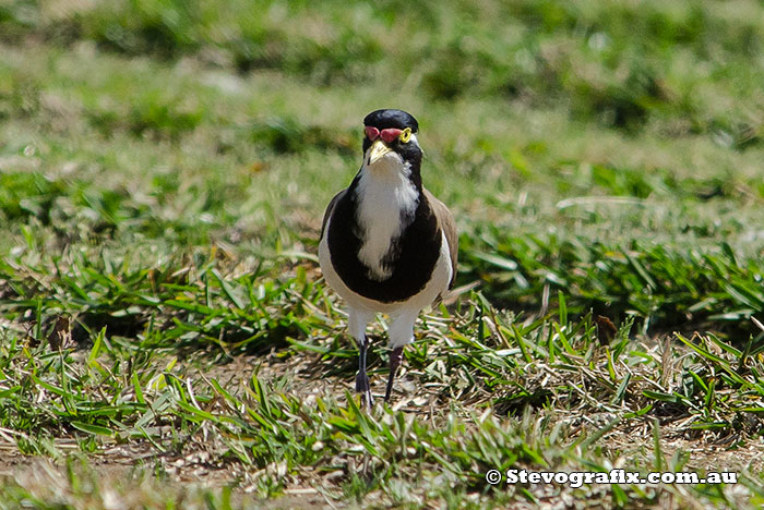 banded-lapwing-18182