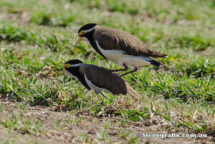 banded-lapwing-18183