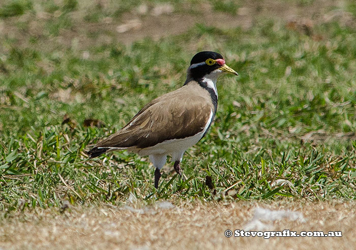 banded-lapwing-18196
