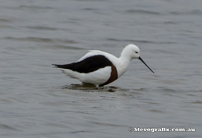 banded-stilt-12708