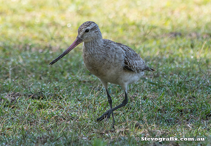 bar-tailed-godwit-36736