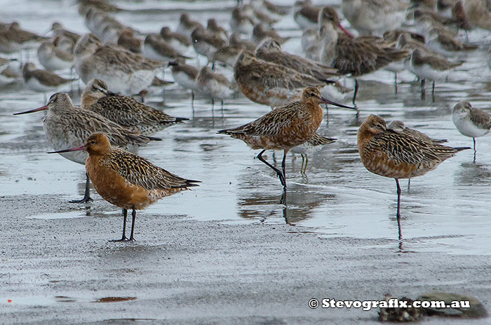 bar-tailed-godwit-44113