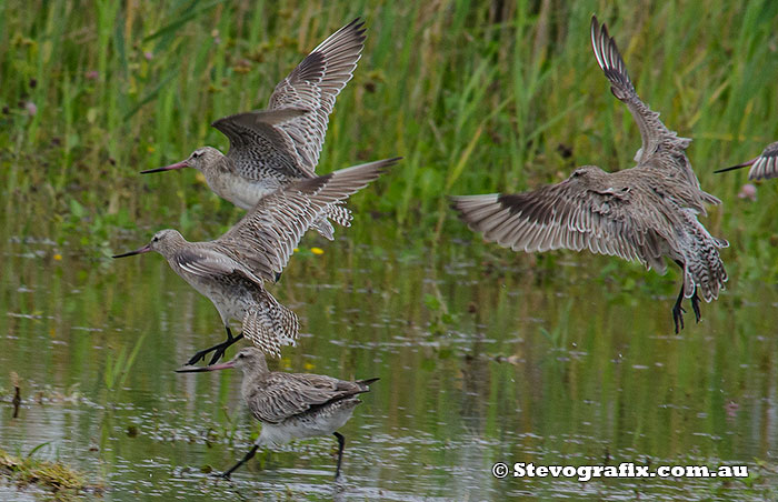 bar-tailed-godwit-7560