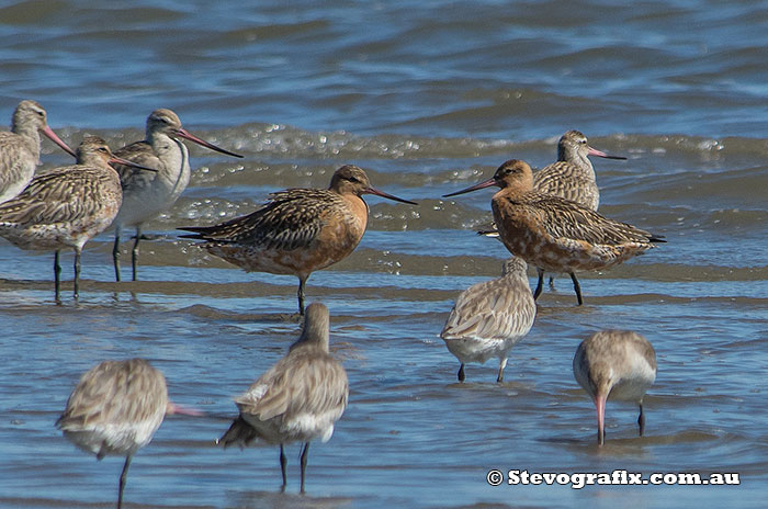 bar-tailed-godwits-40094