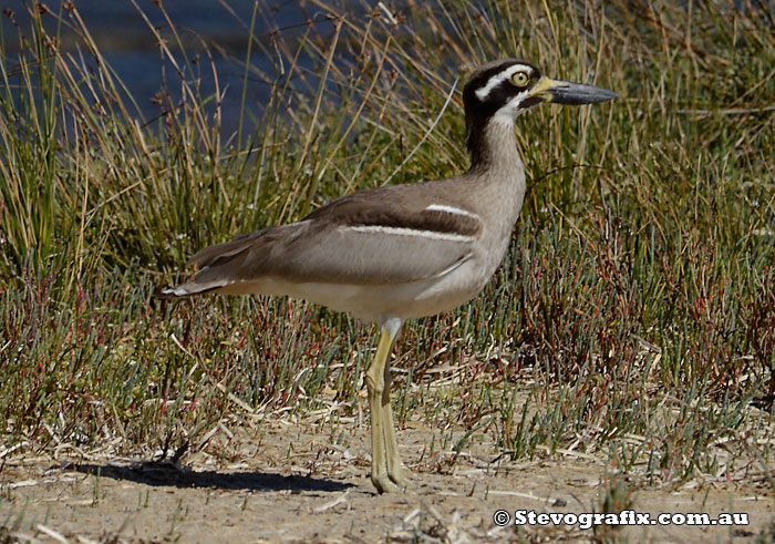 beach-stone-curlew-01