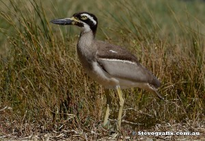 beach-stone-curlew-02