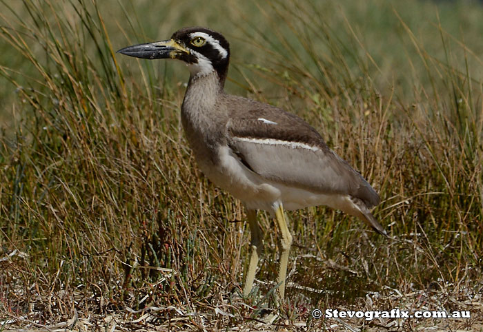 beach-stone-curlew-02