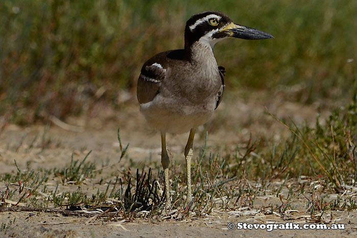 beach-stone-curlew-03