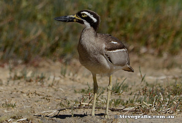 beach-stone-curlew-04