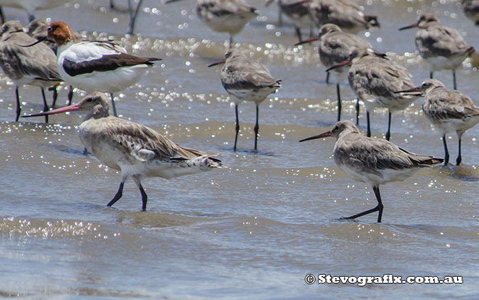 black-&-bar-tailed-godwit-30284