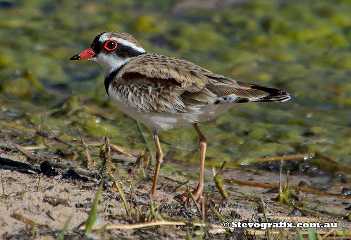 black-fronted-dotterel-8998