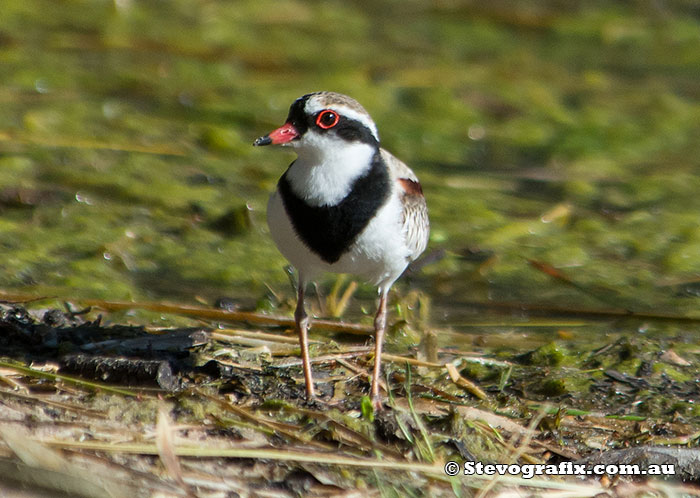 black-fronted-dotterel-9119