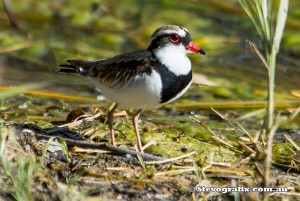 black-fronted-dotterel-9138