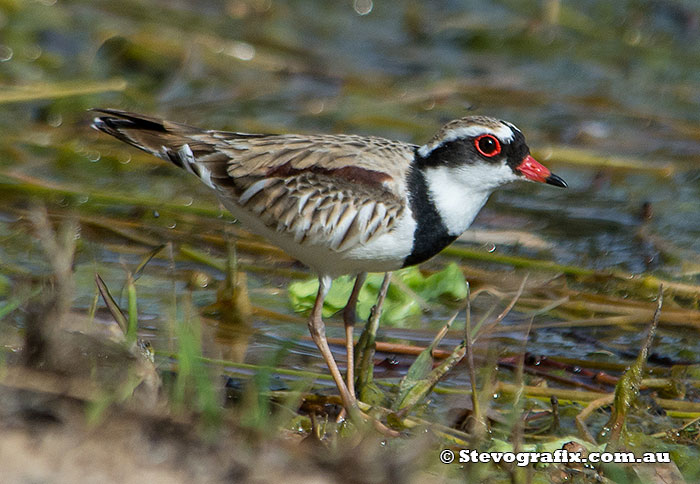 black-fronted-dotterel-9719