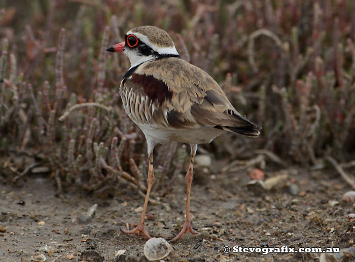 black-fronted-dotterel