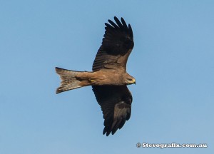 black-kite-39042