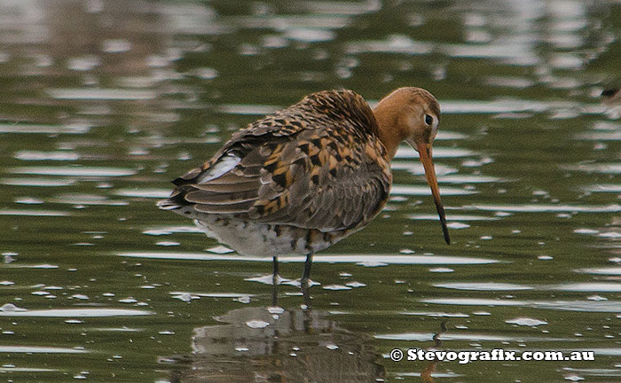 black-tailed-godwit-47027
