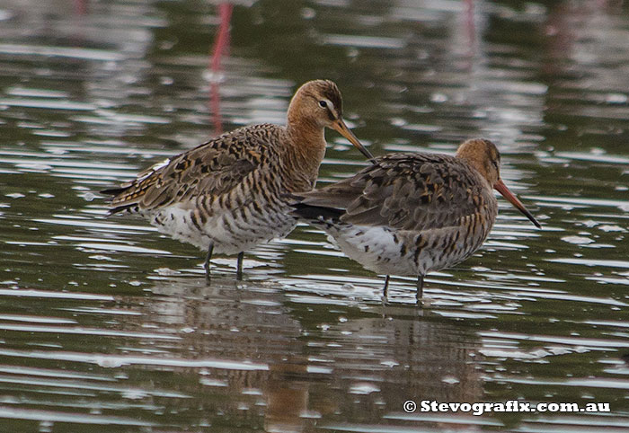 black-tailed-godwit-47029