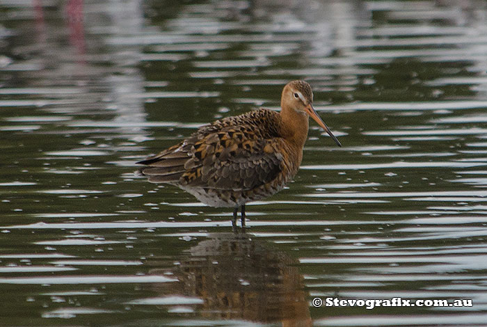 black-tailed-godwit-47040