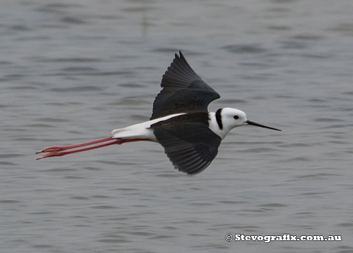 black-winged-stilt-12466